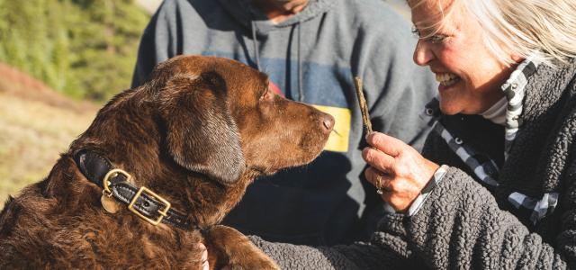 Dog